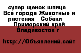 супер щенок шпица - Все города Животные и растения » Собаки   . Приморский край,Владивосток г.